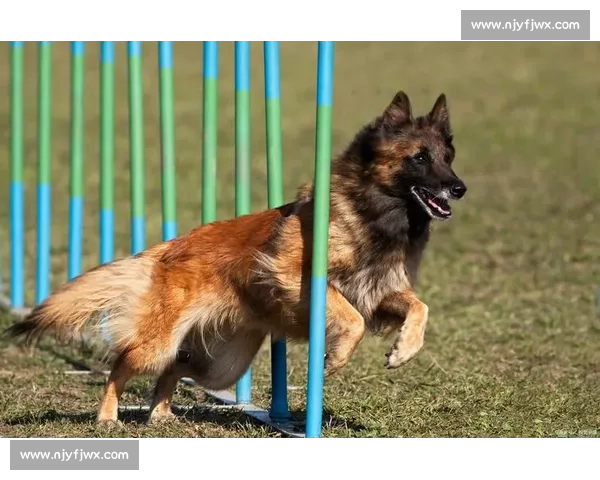 牧羊犬竞技挑战赛展现智慧与力量犬类精英争锋尽显风采